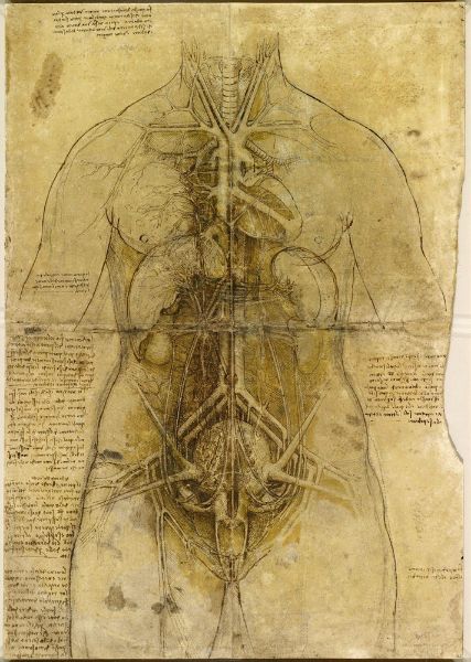 Снимка на Леонардо да Винчи - Сърдечносъдова система на жена